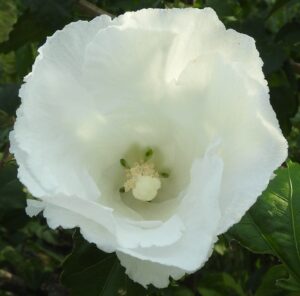 White flower pristine