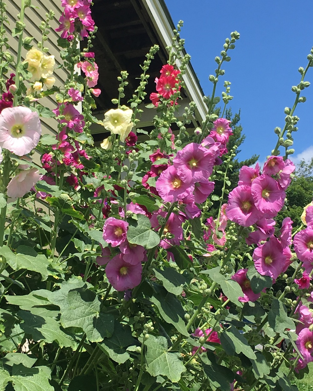 hollyhocks